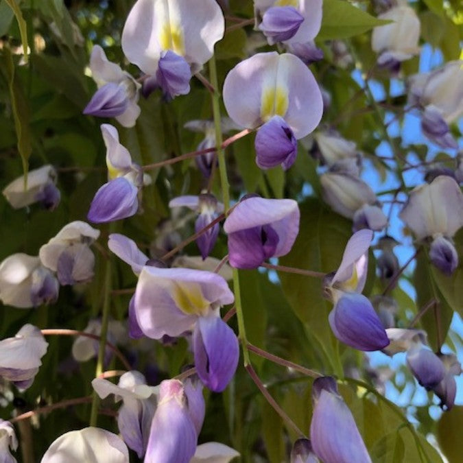 Wisteria × valderi 'Eranthema'