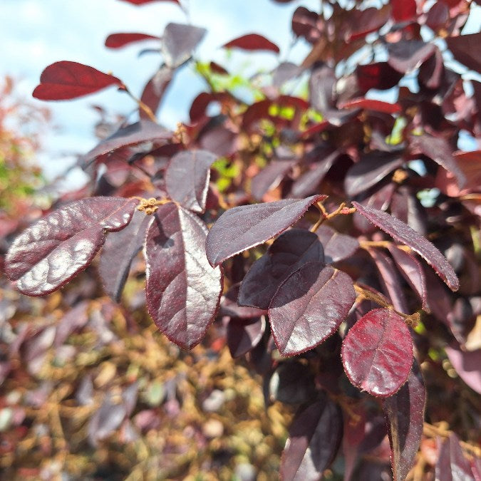 Loropetalum chinense var. rubrum 'Pearl'