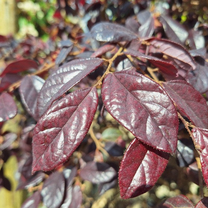 Loropetalum chinense var. rubrum 'Pearl'