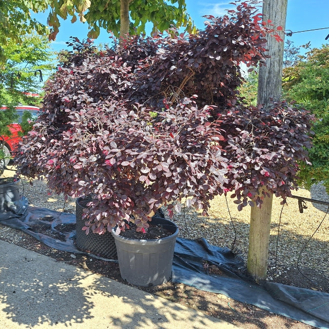 Loropetalum chinense var. rubrum 'Pearl'