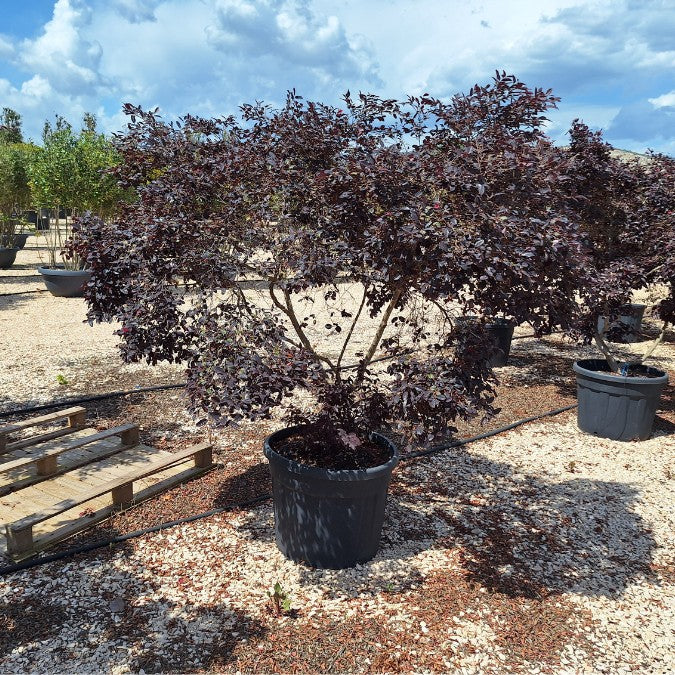 Loropetalum chinense var. rubrum 'Pearl'