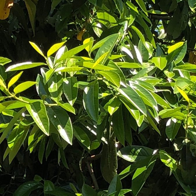 Prunus laurocerasus 'Latifolia'
