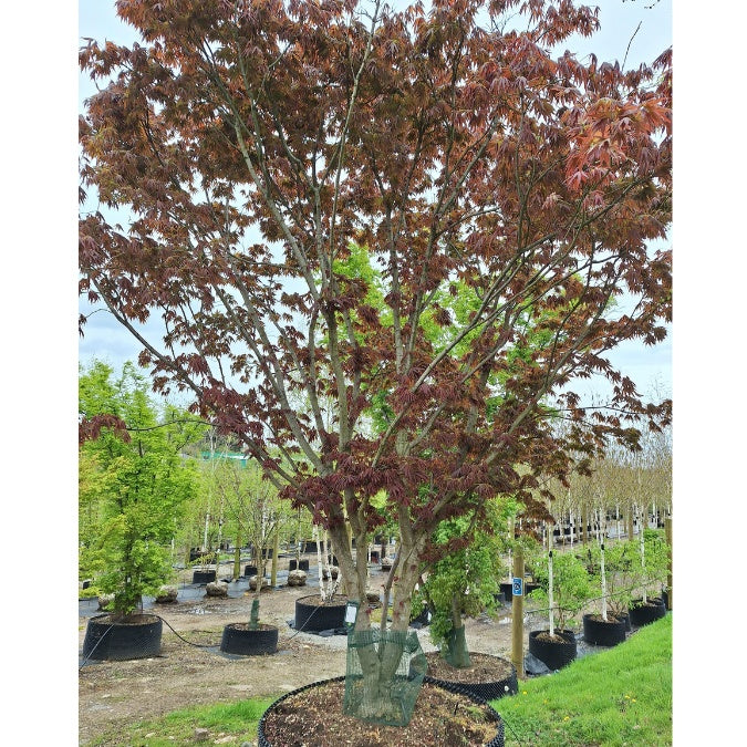 Acer palmatum f. polymorphum
