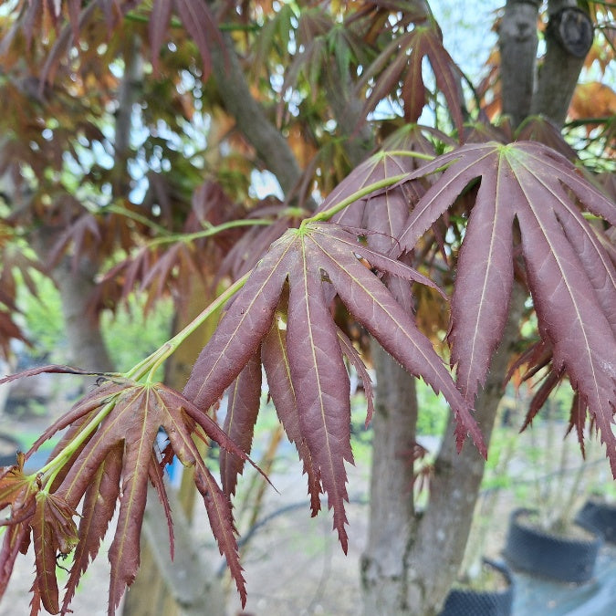 Acer palmatum f. polymorphum
