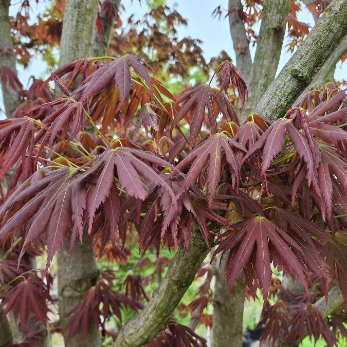 Acer palmatum f. polymorphum