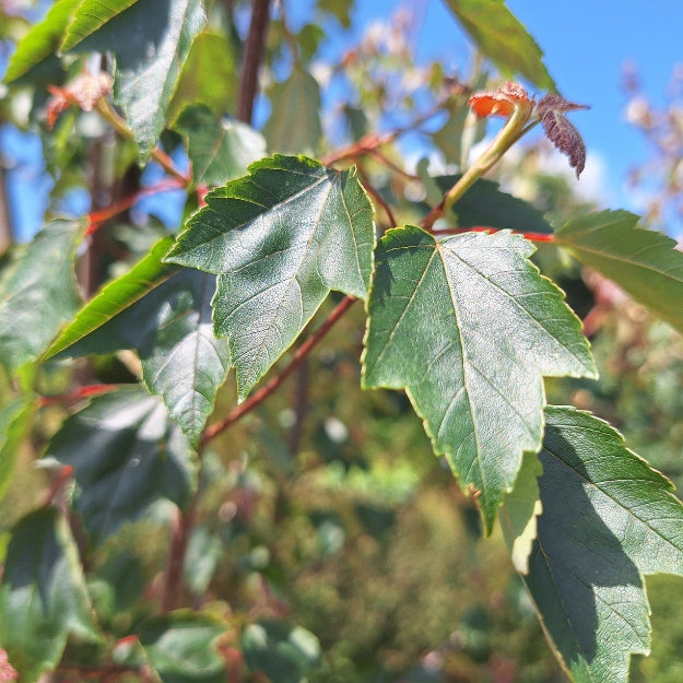 Acer rubrum 'Summer Red'