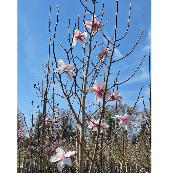 Magnolia cylindrica