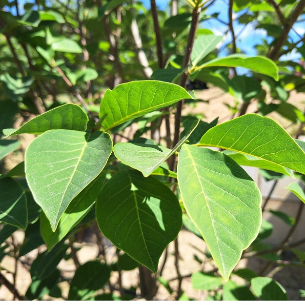 Magnolia cylindrica