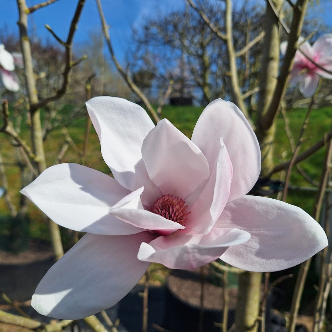 Magnolia cylindrica