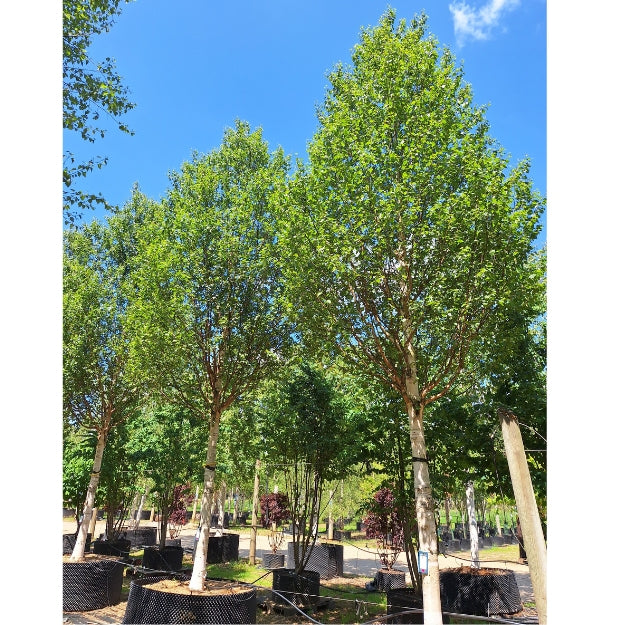 Betula × 'Edinburgh'