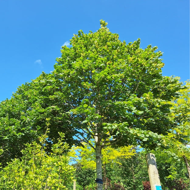 Tilia platyphyllos 'Prince's Street'