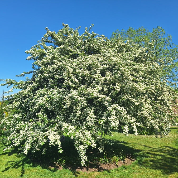Crataegus × media 'Plena'