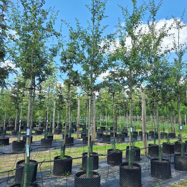 Crataegus × media 'Plena'