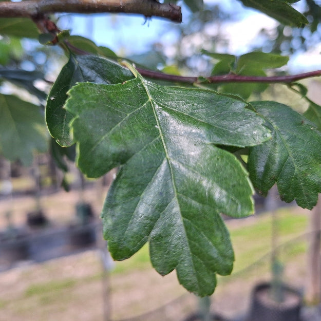 Crataegus × media 'Plena'
