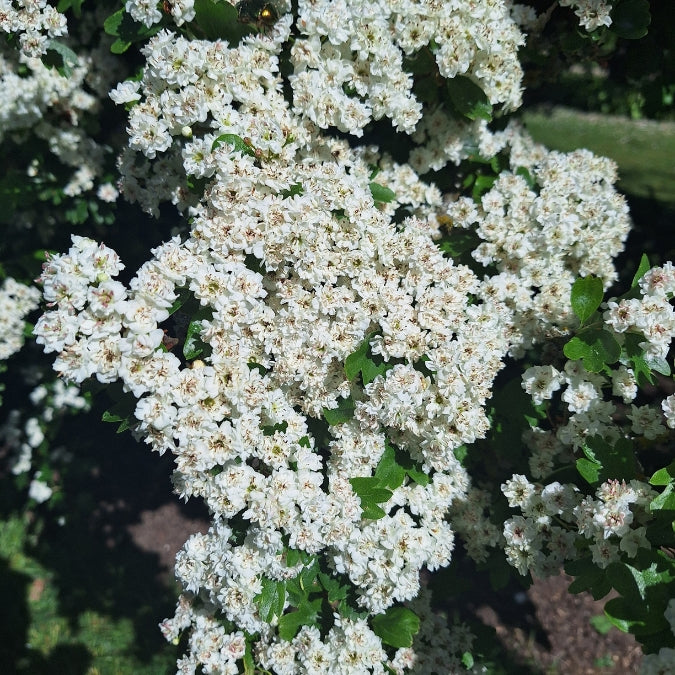 Crataegus × media 'Plena'