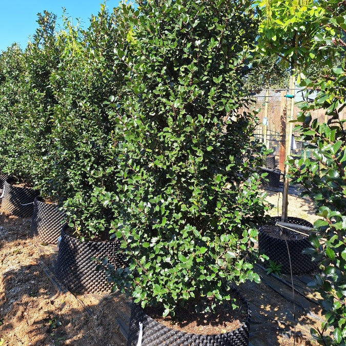 Ilex x meserveae 'Blue Prince' (Hedging)