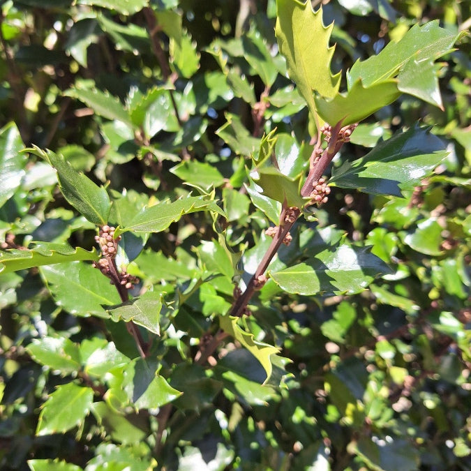 Ilex x meserveae 'Blue Prince' (Hedging)