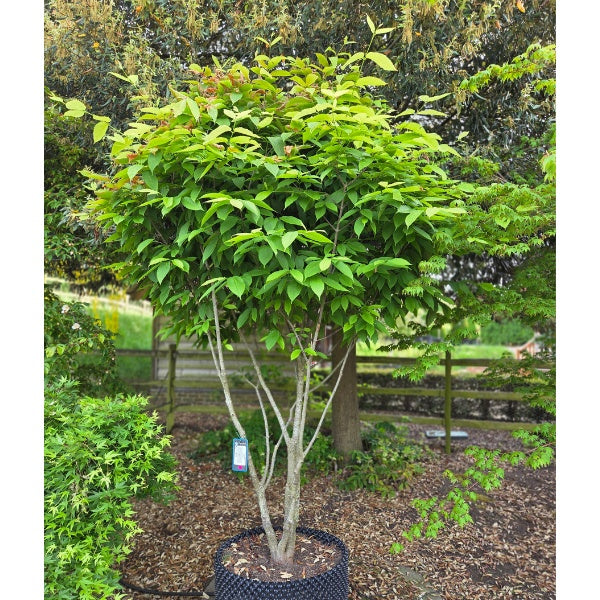 Acer carpinifolium