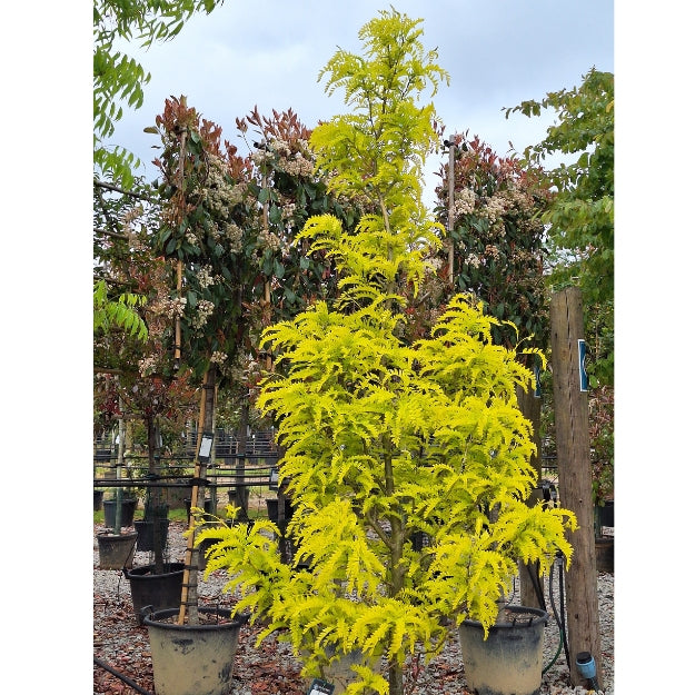 Gleditsia triacanthos 'Spectrum'
