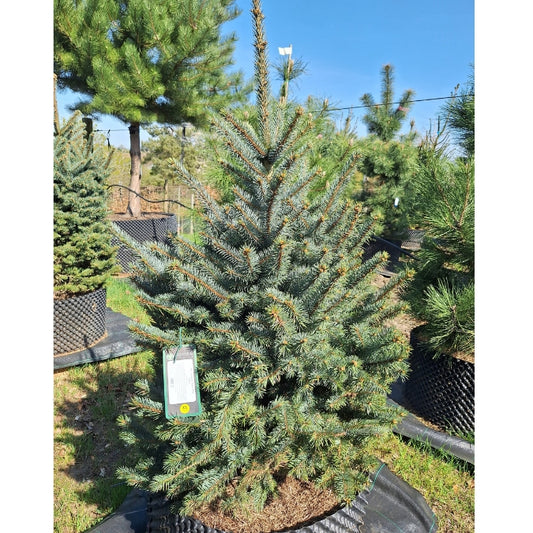 Picea pungens 'Super Blue'