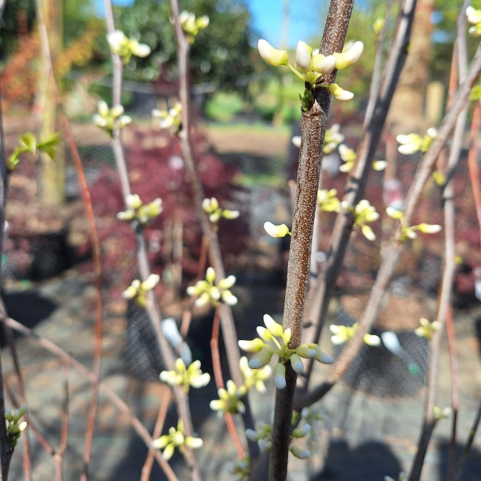 Cercis canadensis 'Royal White'