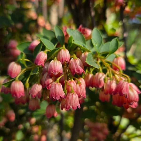 Enkianthus campanulatus 'Pagoda'