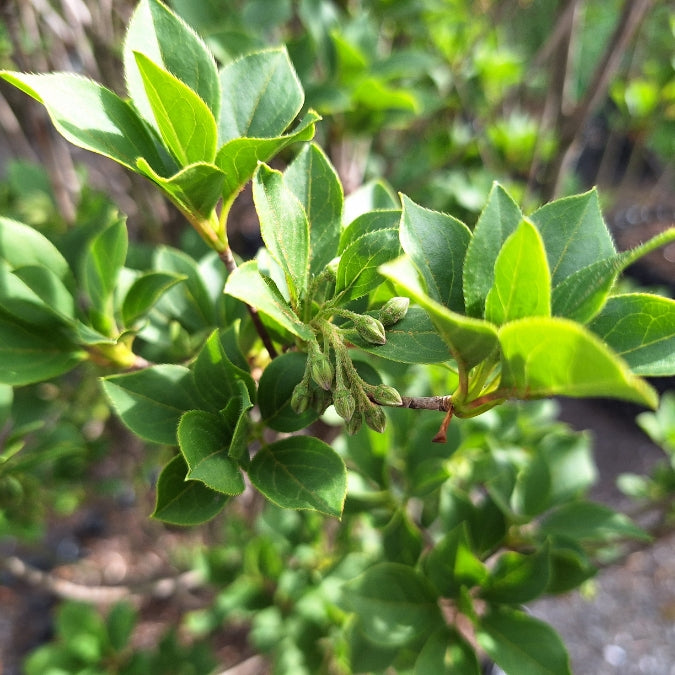 Enkianthus campanulatus 'Pagoda'