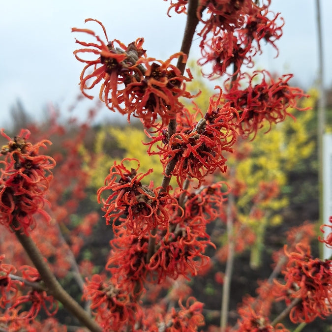 Hamamelis × intermedia 'Rubin'