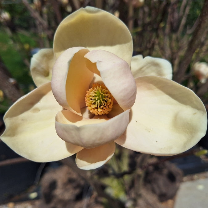 Magnolia 'Honey Tulip'