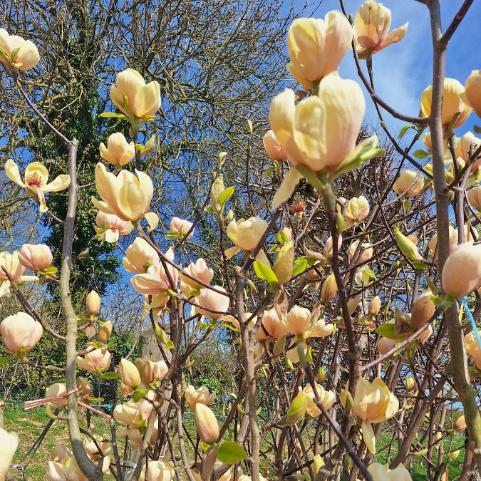 Magnolia 'Honey Tulip'