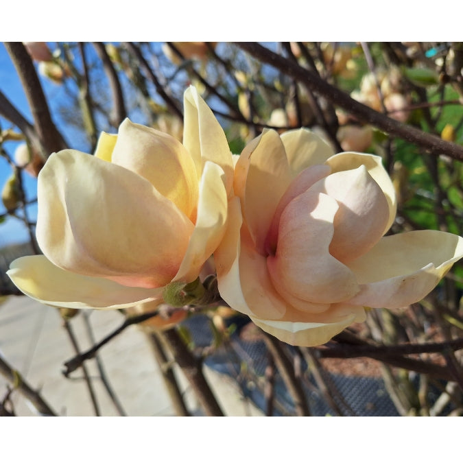 Magnolia 'Honey Tulip'