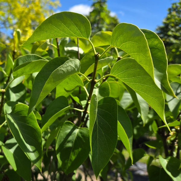 Syringa vulgaris 'Monique Lemoine'