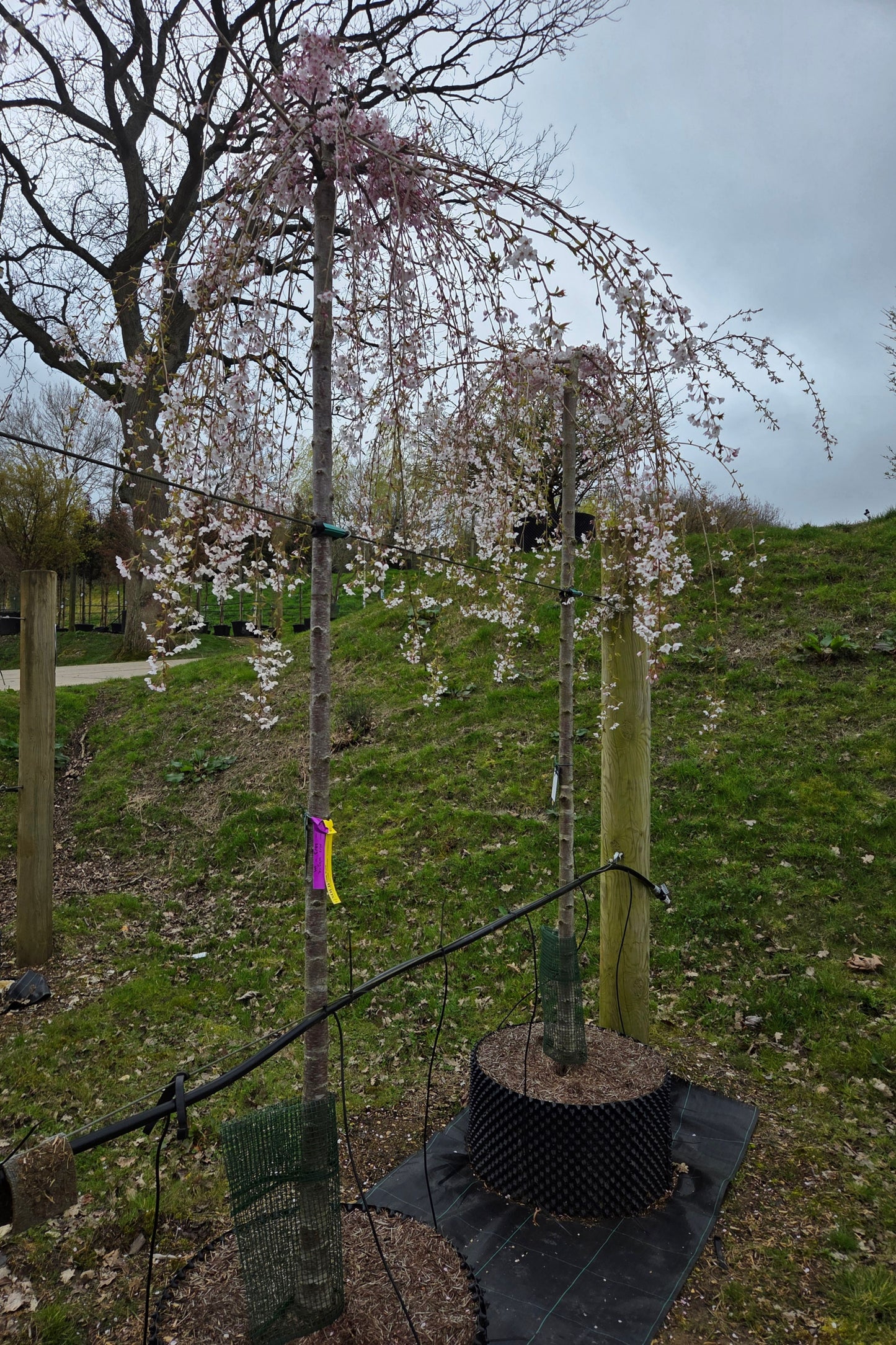 Prunus × subhirtella 'Pendula'