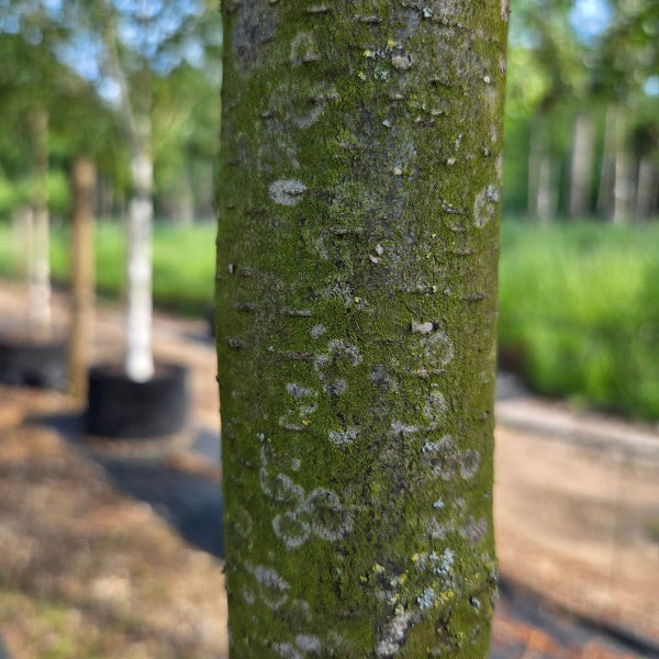 Betula lenta