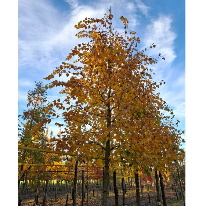 Tilia mongolica