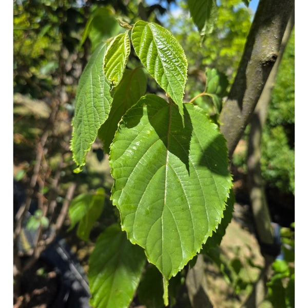 Hovenia dulcis