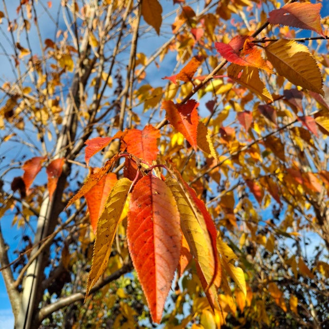Prunus 'Royal Flame'