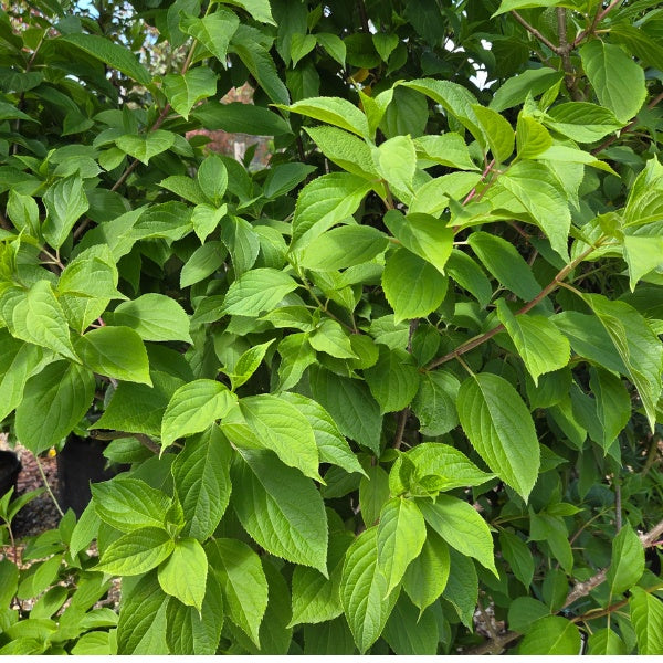 Hydrangea paniculata 'Phantom'