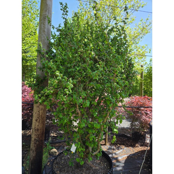 Corylus avellana 'Scooter'