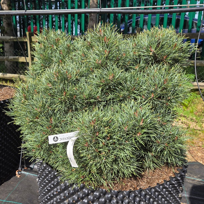 Pinus sylvestris 'Frensham'