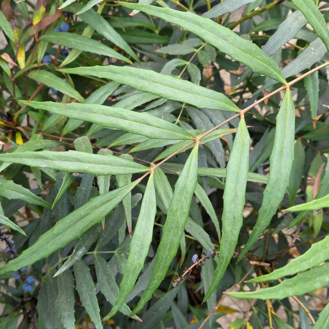Mahonia eurybracteata 'Narihira'