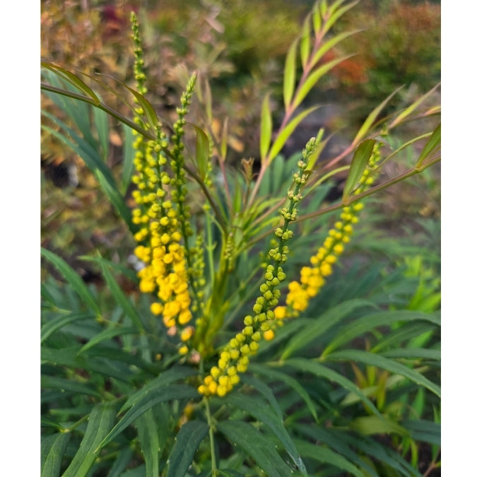 Mahonia eurybracteata 'Narihira'