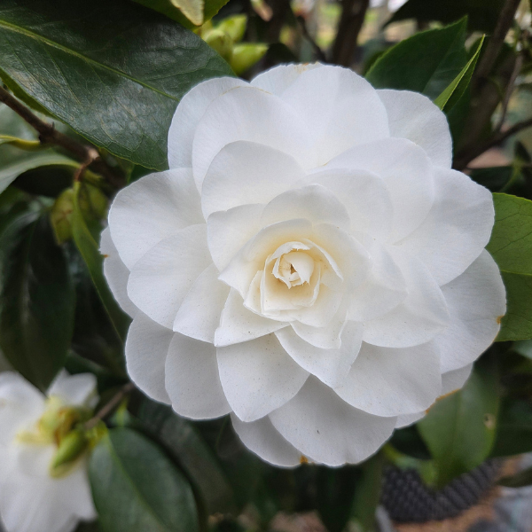 Camellia japonica 'Nuccio's Gem'