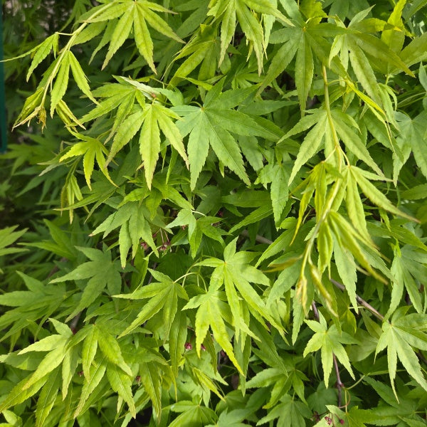 Acer palmatum 'Ryusen'