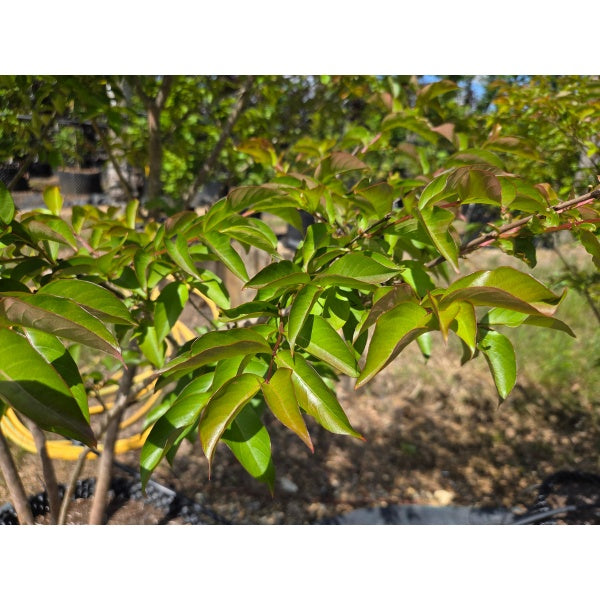 Lagerstroemia 'Sarah's Favourite'