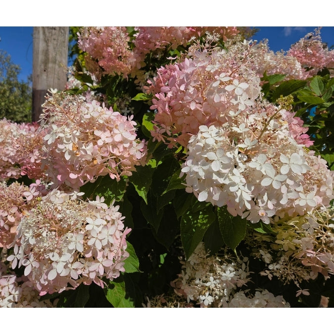 Hydrangea paniculata 'Phantom'