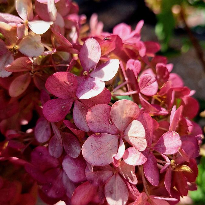 Hydrangea paniculata 'Vanille fraise'