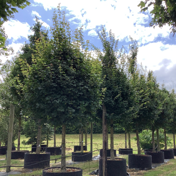 Acer campestre
