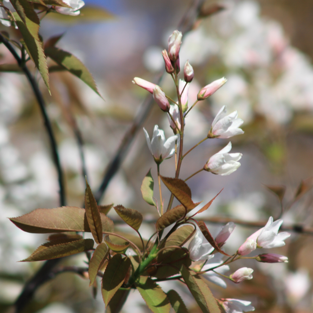 Amelanchier x grandiflora 'Robin Hill'