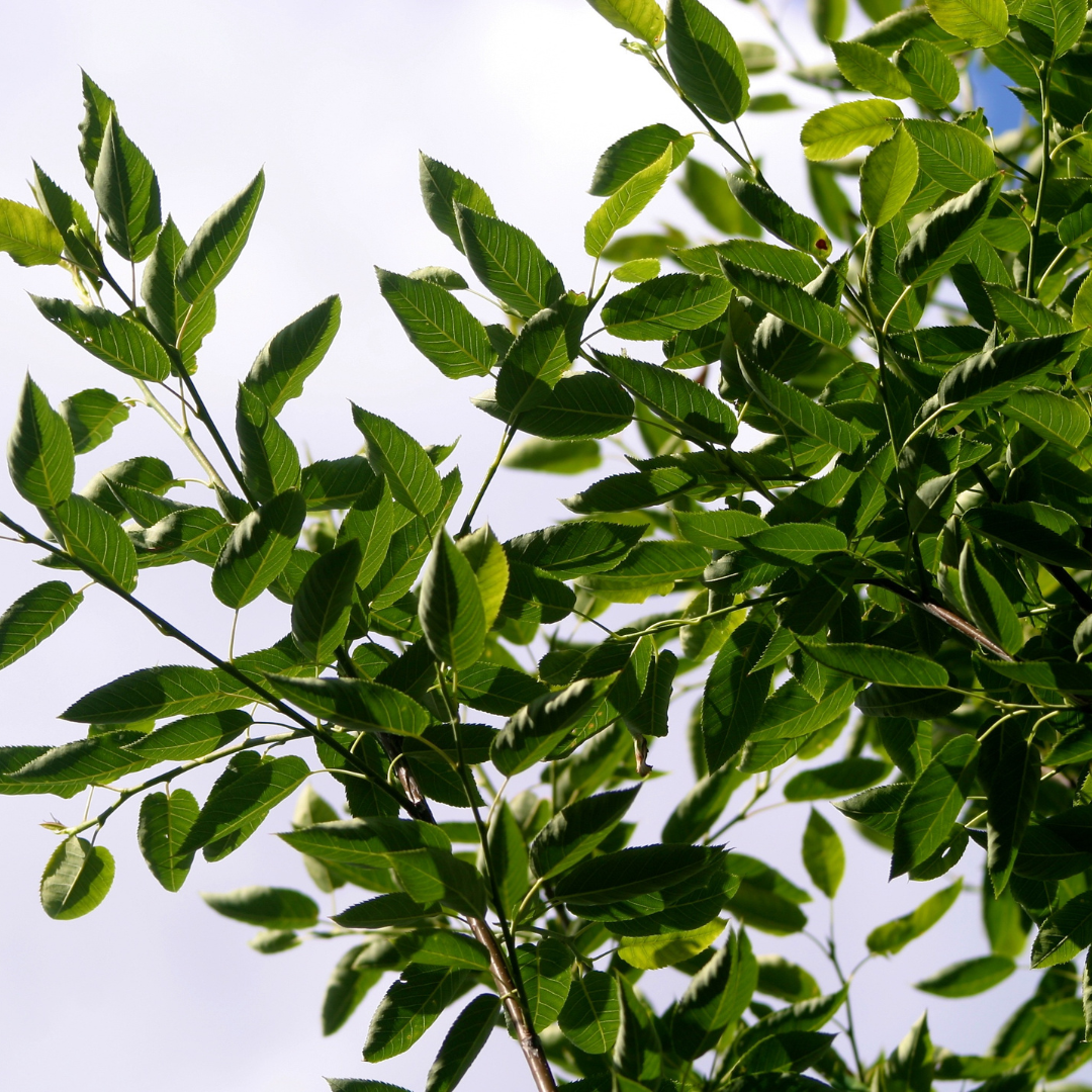 Amelanchier x grandiflora 'Robin Hill'